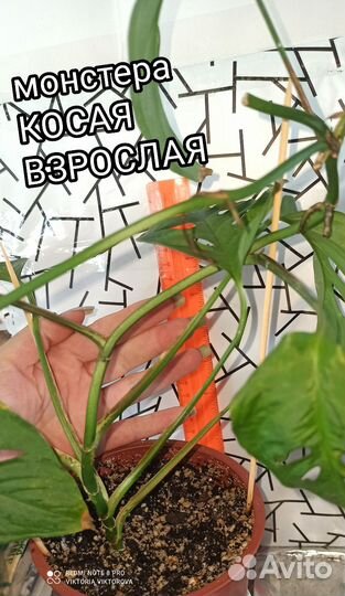Монстера косая