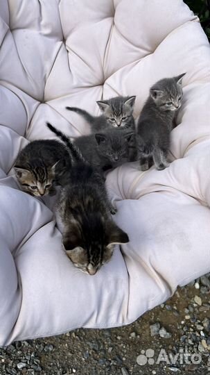 Кошка в дар бесплатно