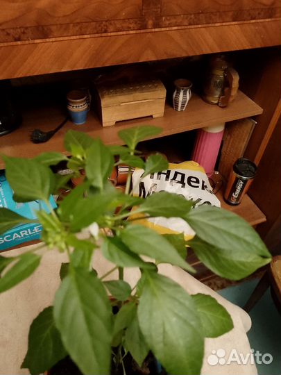 Перец комнатный острый