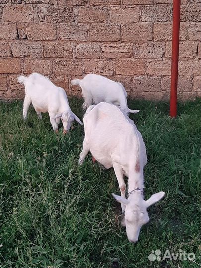 Коза дойная