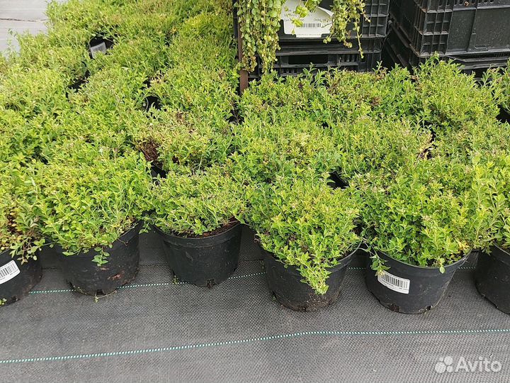 Спирея японская нана