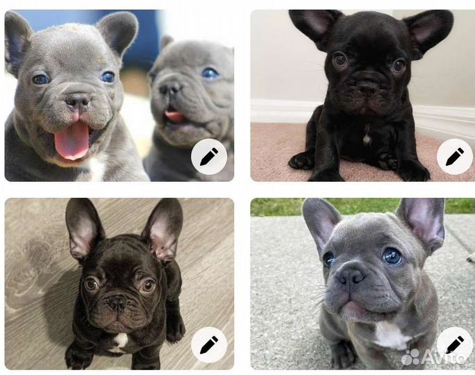 Французский бульдог