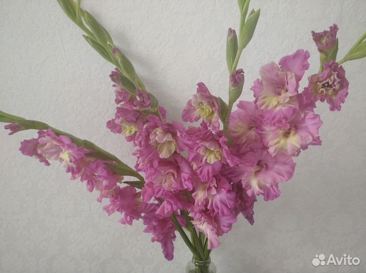 Гладиолусы