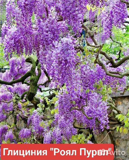 Глициния саженцы разных сортов
