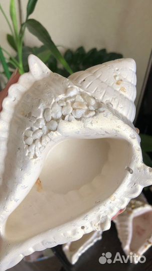 Ракушка декоративная