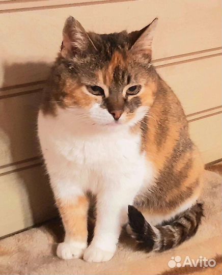 Даша ищет дом