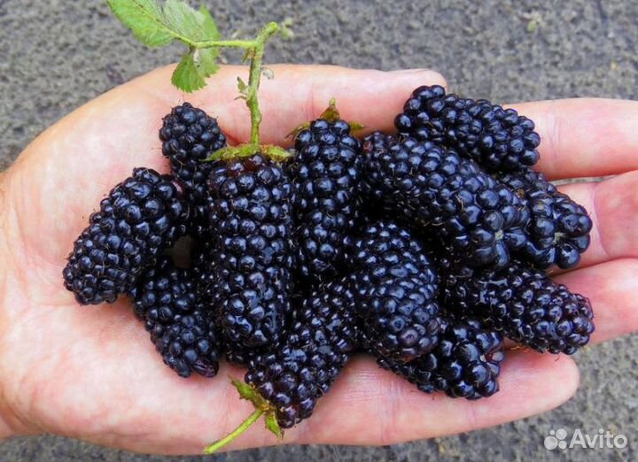 Саженцы Ежевики