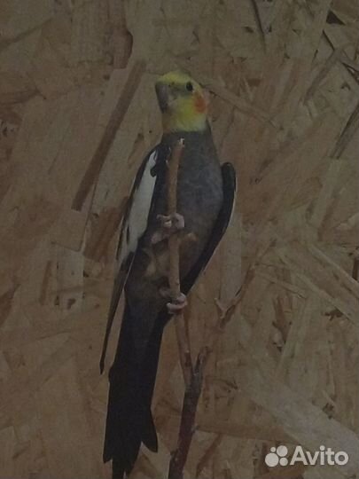 Попугай корелла