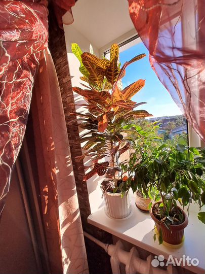 Кротон, лимон, пальма