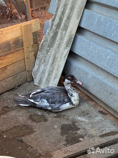 Мускусные ути