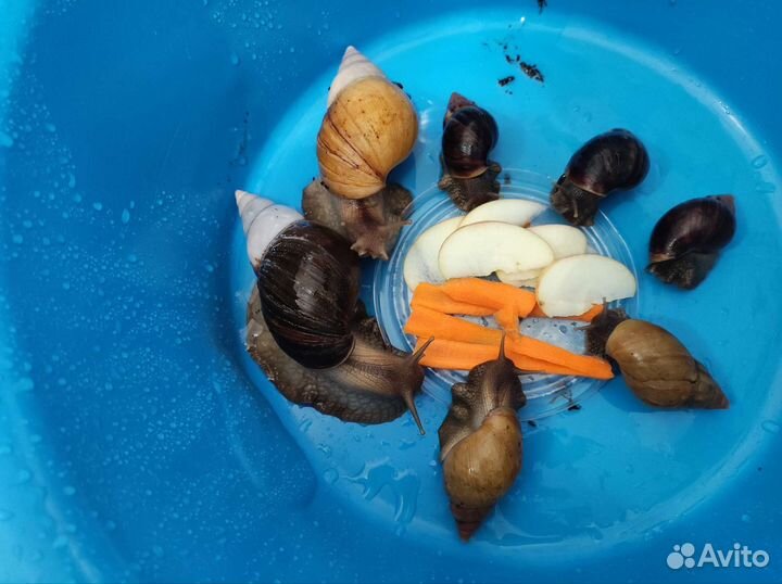 Улитки ахатины