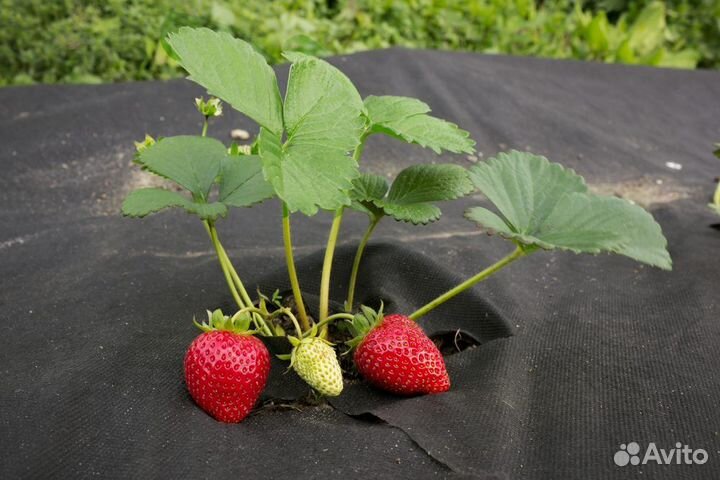 Спанбонд агроспан чёрный мульчирующий