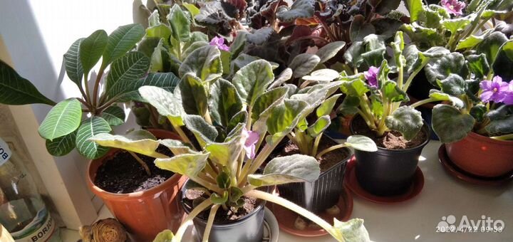 Фиалки разные цветущие