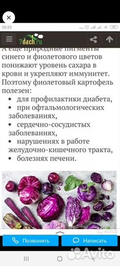 Картофель семенной