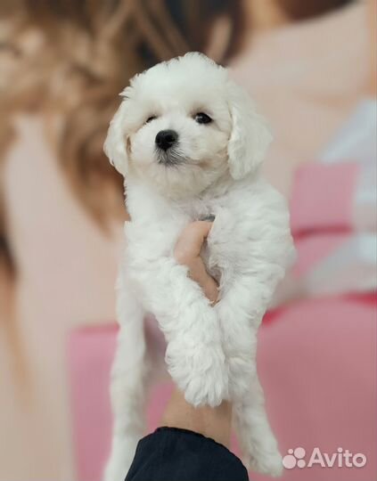 Щенки бишон фризе
