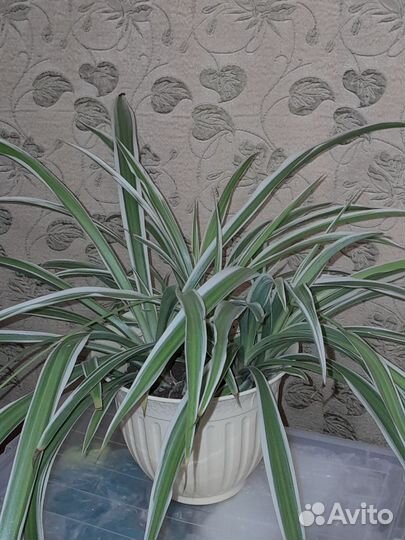 Хлорофитум (отросток)