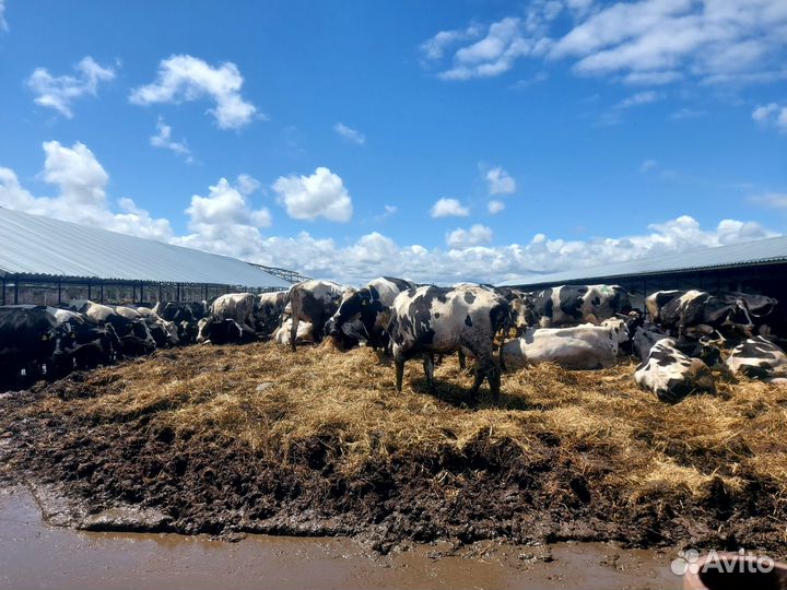 Молоко коровье