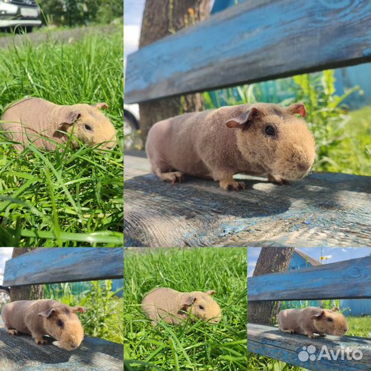 Морские свинки на любой вкус