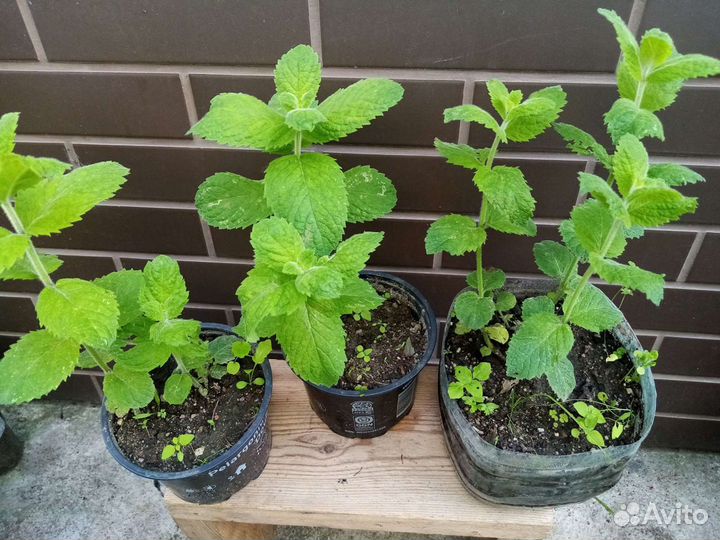 Мята мелисса саженцы и на срезку