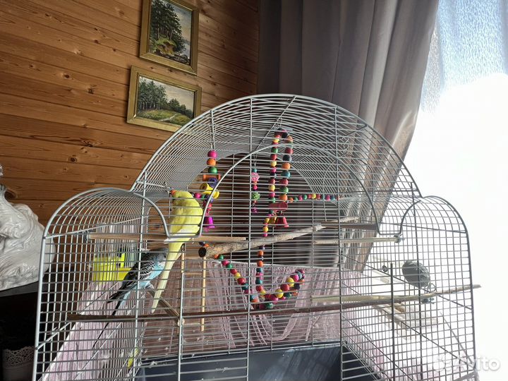 Волнистые попугаи