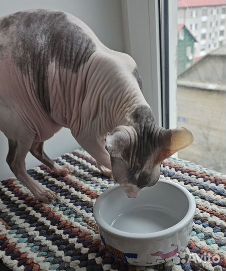 Миска для животных