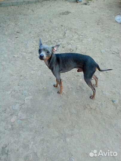 Русский той-терьер вязка