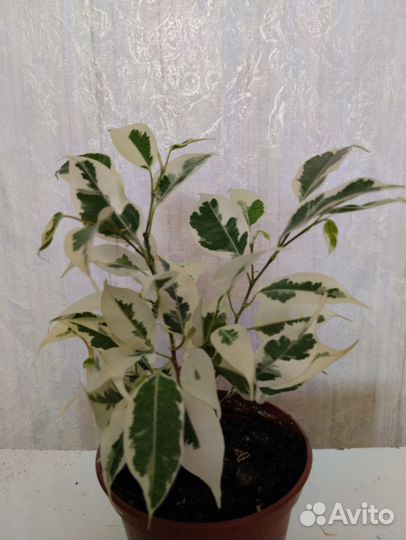 Фикус пестролистный