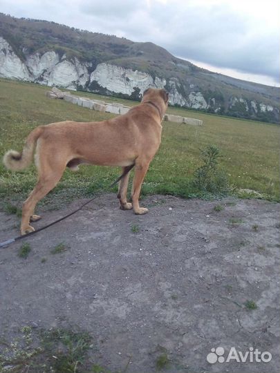 Турецкий кангал