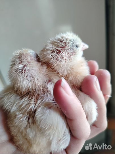 Цыплята(бронь)