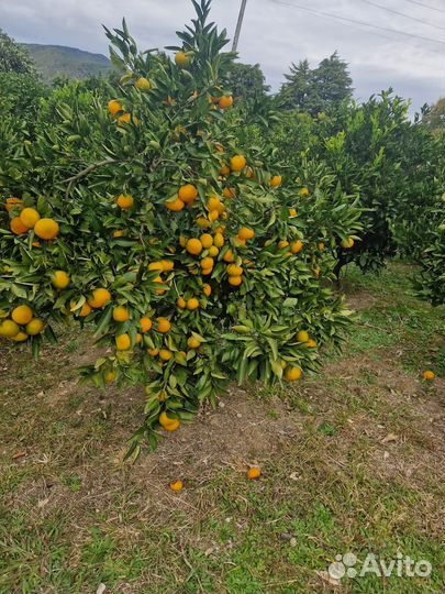 Абхазские мандарины