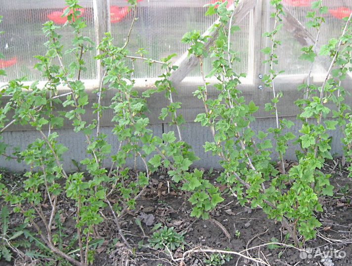 Саженцы черной малины Кумберленд, черной смородины