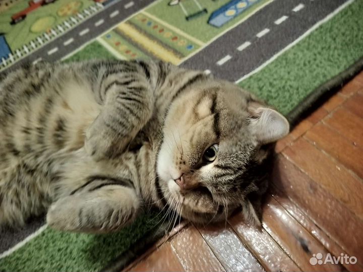 Британский прямоухий кот на вязку, случку