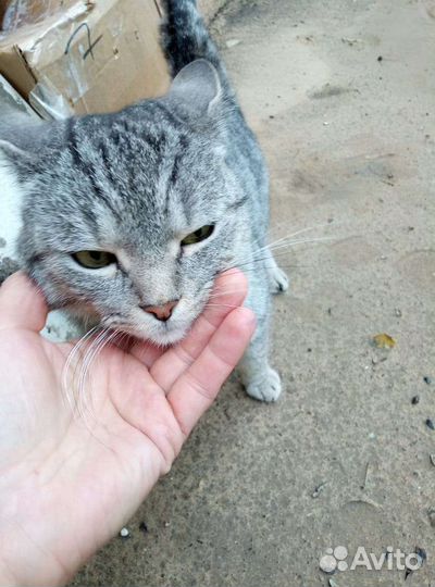 Котик в добрые руки