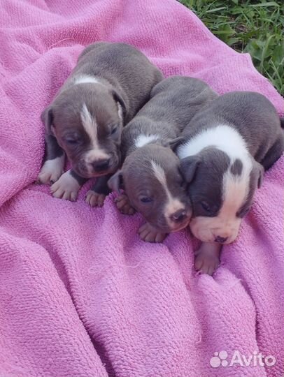 Стаффордширский терьер