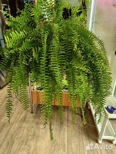 Папоротник комнатный