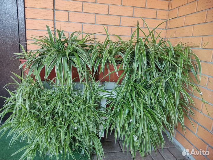 Цветы в кашпо: каллизия, традесканция и хлорофитум