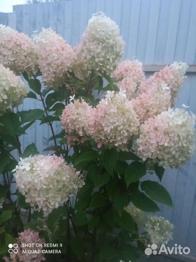 Гортензия vanille fraise