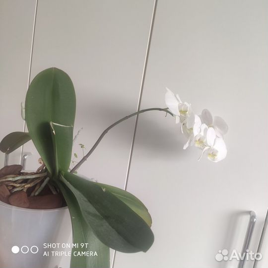 Комнатные растения цветы