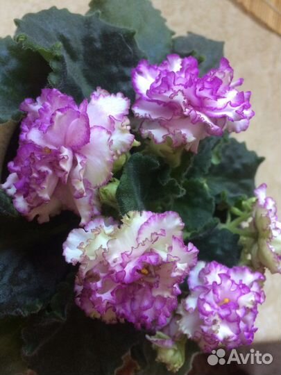 Свежесрезанные листики фиалок