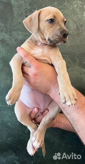 Щенки прайтер девочки