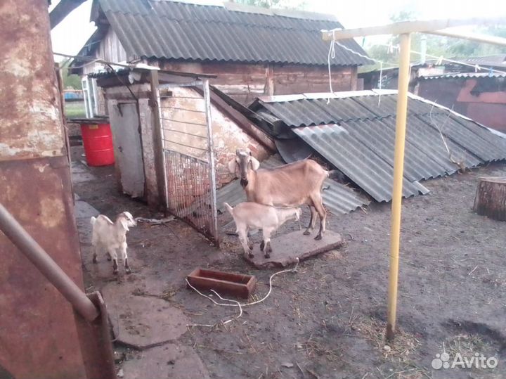 Продам козу с козлятами