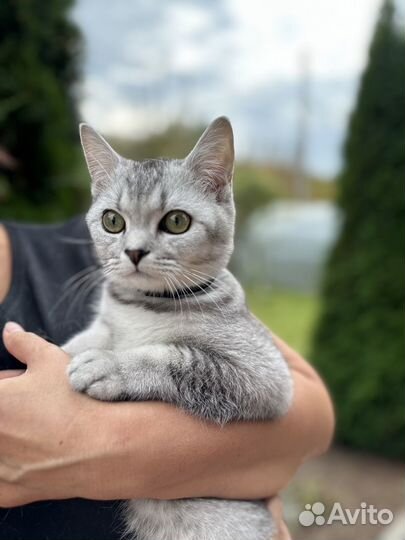 Британская кошка