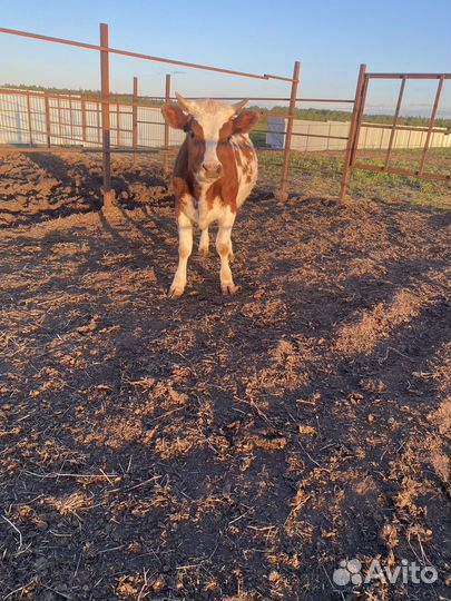 Айрширская телка