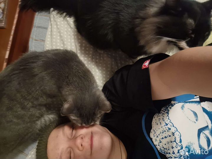 Передержка животных