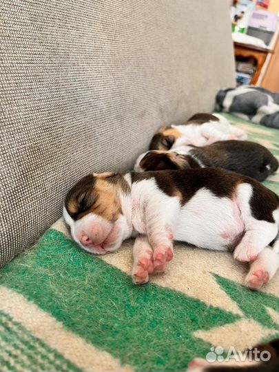 Бигль щенки