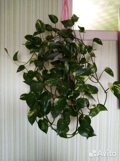 Сциндапсус (эпипремнум) комнатная лиана