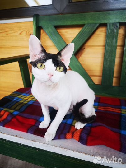 Кот девон-рекс