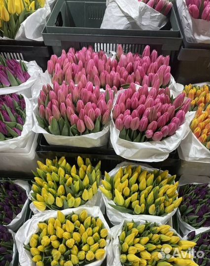 Тюльпаны (Голландия )