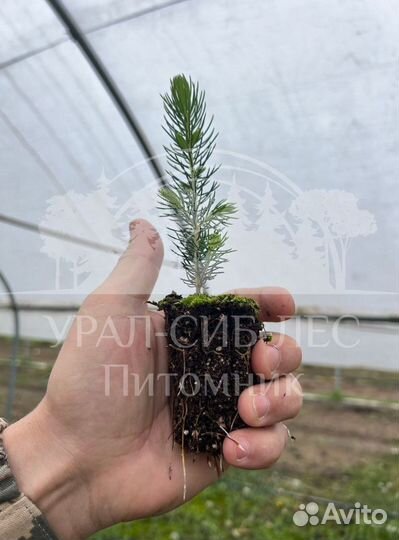 Предзаказ Голубая ель зкс сеянцы