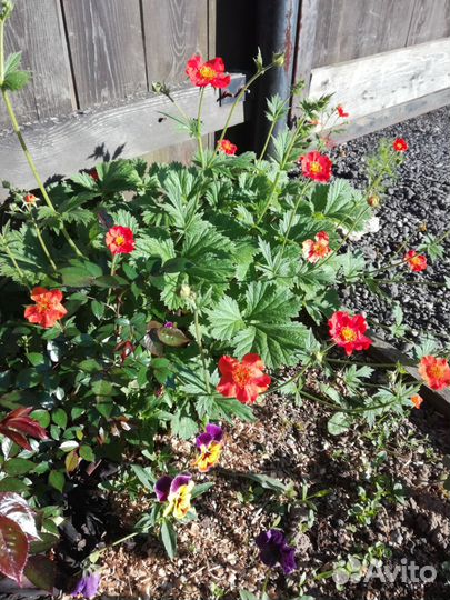 Цветы, многолетники